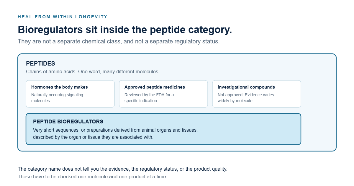 Diagram showing peptide bioregulators as a smaller group nested inside the broader peptide category, alongside hormones the body makes, approved peptide medicines, and investigational compounds.