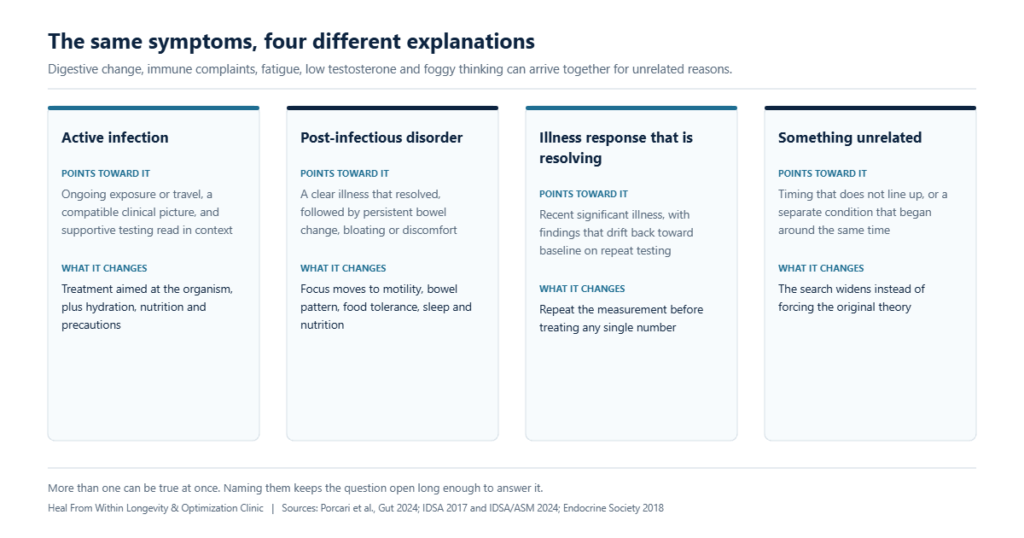 Four different explanations for the same cluster of digestive, immune, hormone and cognitive symptoms, each with the findings that would point toward it and what it changes about the plan.